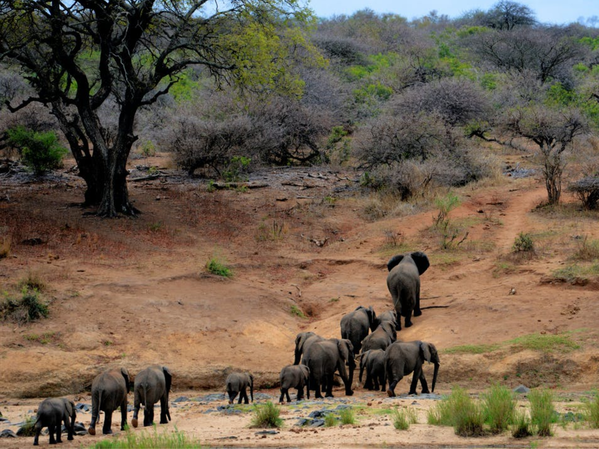 Top Reasons Why You Should Visit Jim Corbett Park,Uttarakhand This Winter 2022-23 Top Reasons Why You Should Visit Jim Corbett Park,Uttarakhand This Winter 2022-23