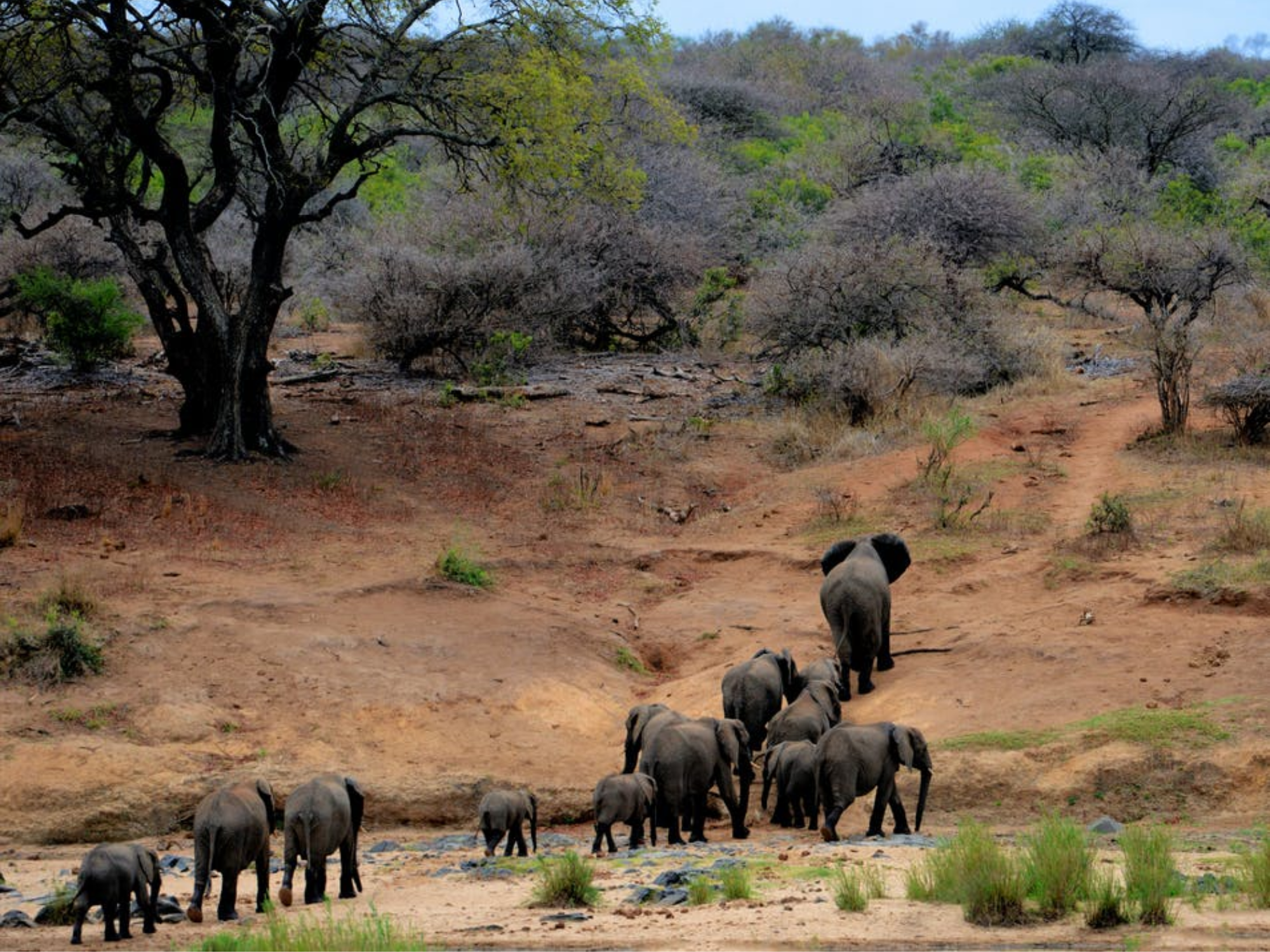 Elephant in Jim Corbett