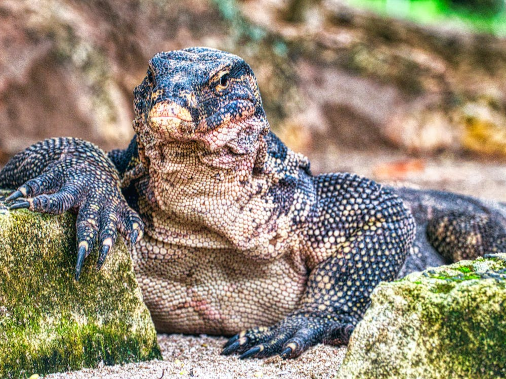 Reptiles at Jim Corbett in Winter