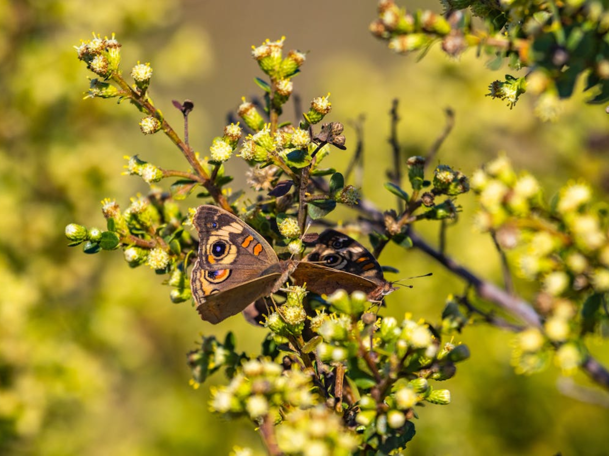 Flora and fauna in jim corbett