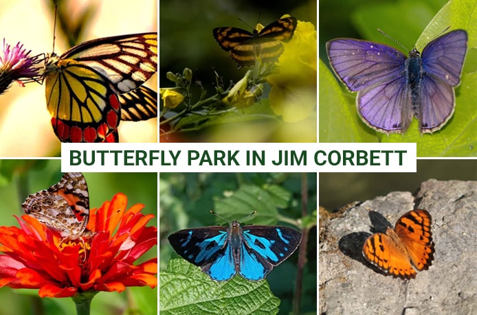 Butterfly Park in Jim Corbett