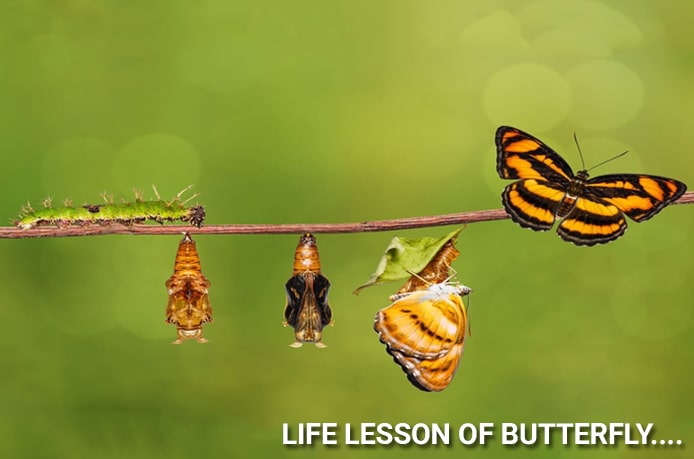 Life Lesson of Butterfly