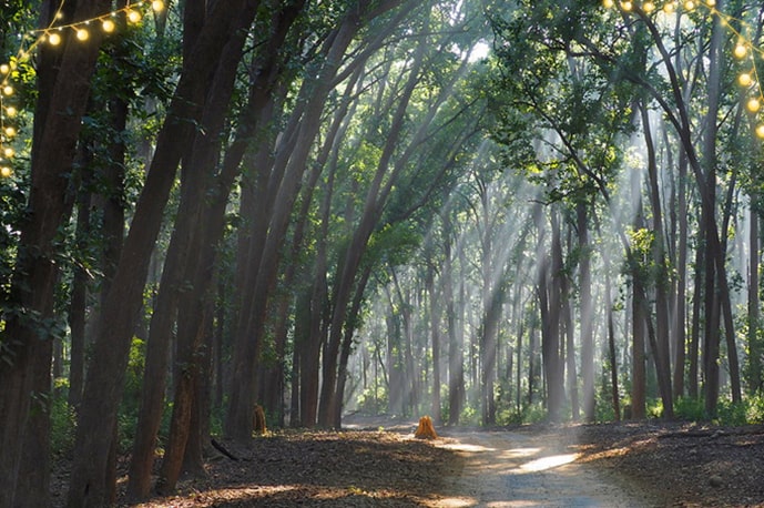 Invitation of Diwali in Lush Green Corbett