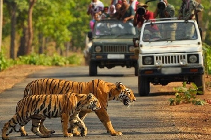 Plan a Jeep Safari in Jim Corbett