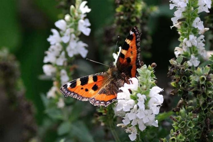 Butterfly Park in Jim Corbett