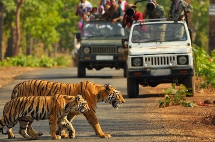 Corbett Jeep Safari