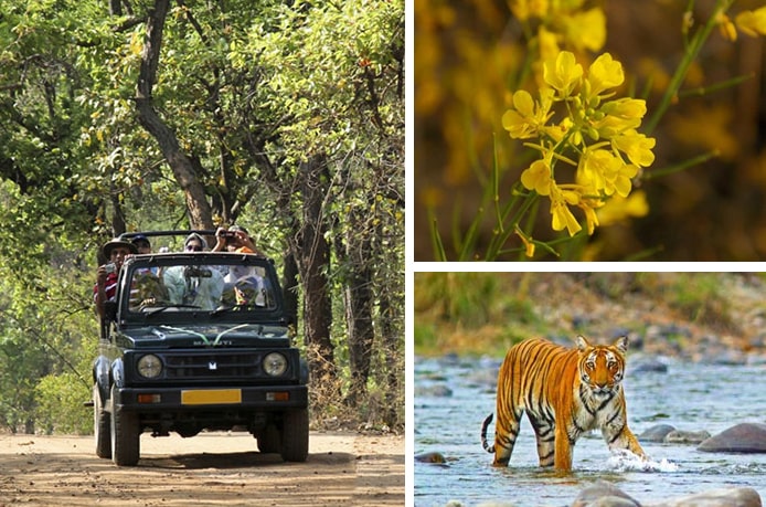 Best Safari Zones for Tiger Sighting in Jim Corbett National Park