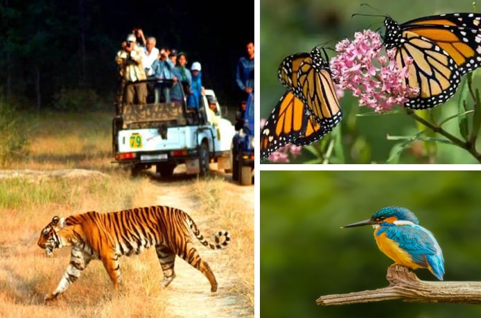 Best Safari Zones in Jim Corbett