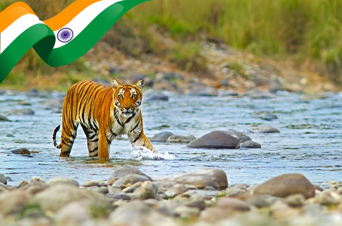 Jim Corbett Independence Day Celebration Packages