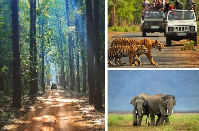 Book Safari In Jim Corbett National Park