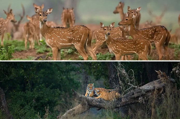 Wildlife of Jim Corbett