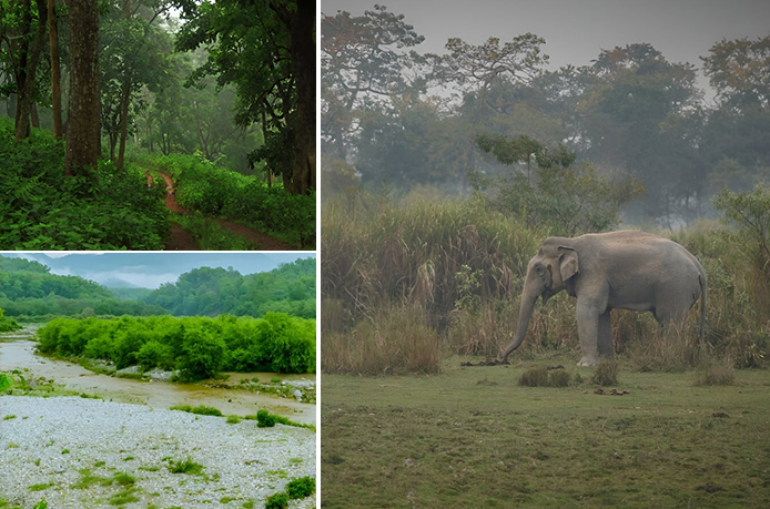 Rainy season jungle stay in Jim Corbett