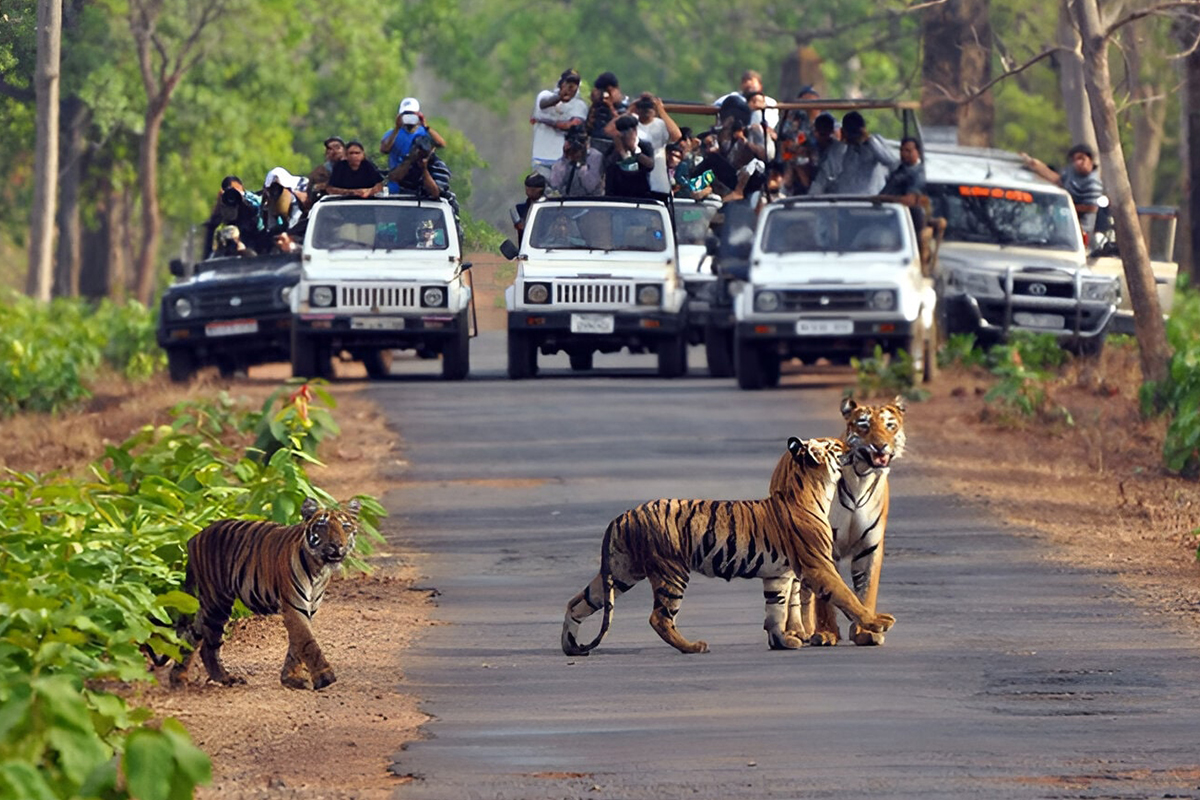 Jungle Jeep Safari in Summer