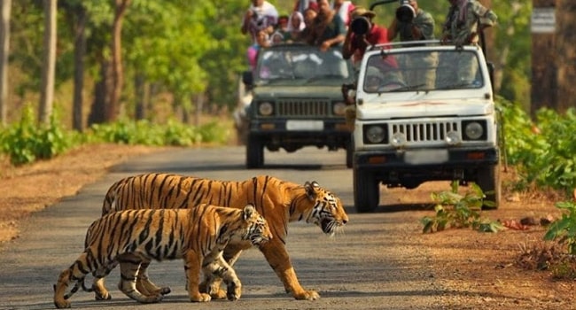 jim corbett national park safari booking availability